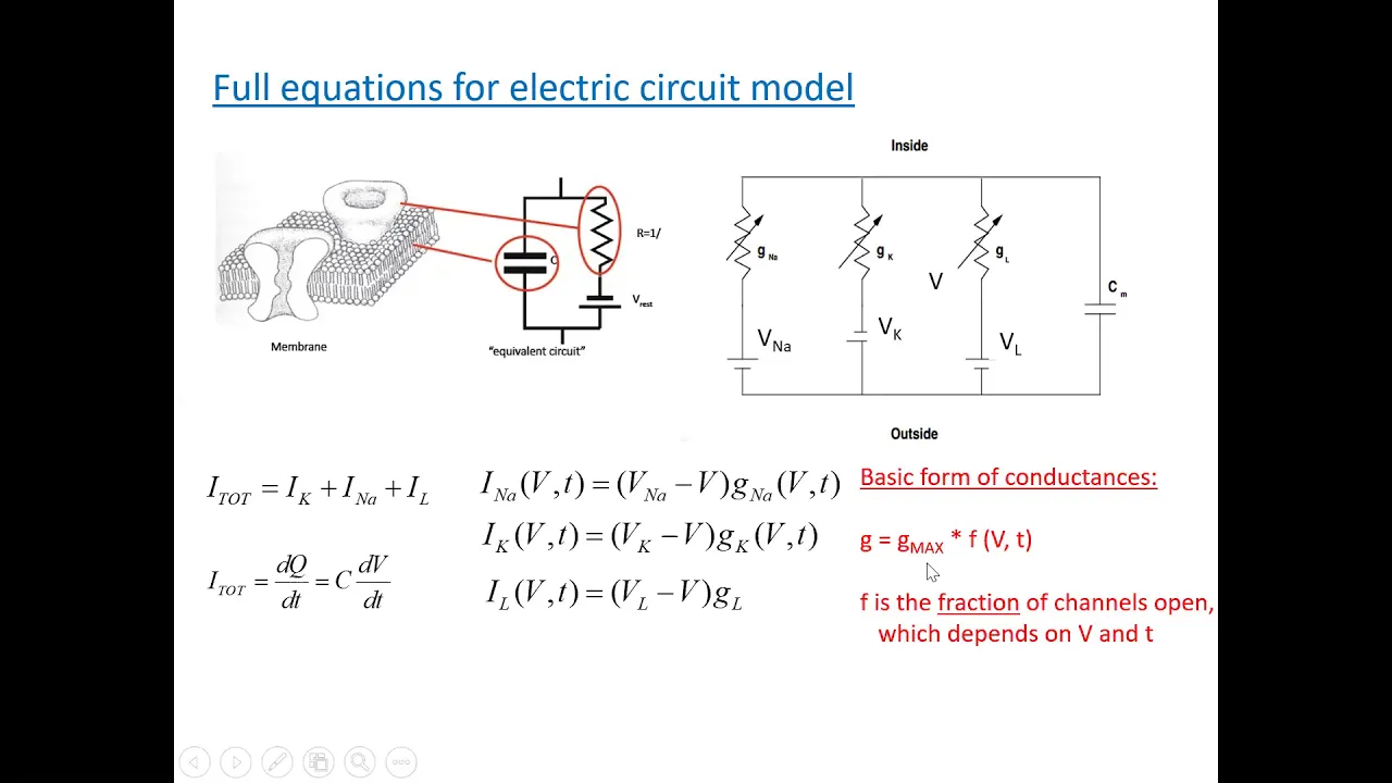 PHYS 410: The Hodgkin-Huxley model