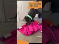 Great Dane Snuffle Knot