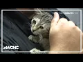 Union County Animal Services seeks volunteers