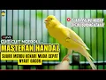 Download Lagu KENARI FIGHTER LANGSUNG RESPON DENGAR SUARA KENARI GACOR #kenarijuara #canary #kicaumania