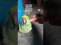 Download Lagu Parrot say mummy mithu bete 🥰🦜😍 #shorts #mithu #parrot #mummy #popat #parrottalkingmummy #ringneck
