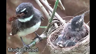 suara anakan sikatan kipas sangat cocok buat mikat indukanya sikatan jawa mudi channel