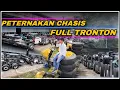 Lagu Banjir Tronton!! Hitung Sendiri Chasis Tronton Premium di Peternakan Chasis Laksana! Awal Tahun 2026
