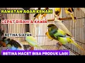 Download Lagu Cara perawatan kenari agar cepat birahi dan bertelur /indukan kenari macet bisa produk lagi