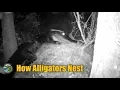 How Alligators Nest