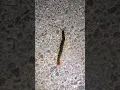 Download Lagu Finally got to see a wild centipede in Japan! #centipede #insect #japan