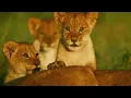 Deep Forest - Sweet Lullaby Ambient : Mix (Version 1992)