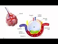 Interstitial Fluid Shifts Hydrostatic Pressure Oncotic Pressure Increased Capillary Permeability