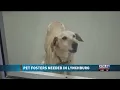 Lynchburg Humane Society Seeks Foster Families Amid Overcrowding