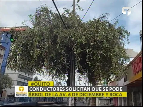 Conductores solicitan que se pode árbol de la Av. 6 de Diciembre y Roca