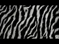 seamless soft fluffy zebra tiger stripe african safari wildlife pattern realistic black white