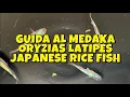 Download Lagu GUIDA AL MEDAKA - ORYZIAS LATIPES - JAPANESE RICE FISH