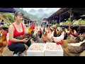 Harvest 100 Chickens \u0026 Chicken Eggs, Use Truck Transport Many Chicken Eggs Go To Market Sell