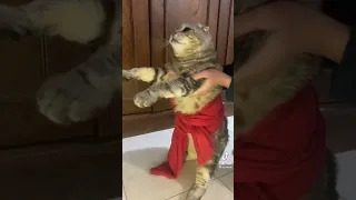 اجمد راقصه في العالم ذكيه بيبي   دندنها