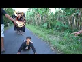 Download Lagu RAMA J4TUH SAAT DI KEJAR BARONG BANGKUNG YANG MENG4MVK