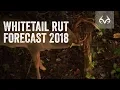 The Whitetail Rut Forecast for This Season