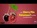 Cherry Pits Tiny Fruit or Hidden Danger