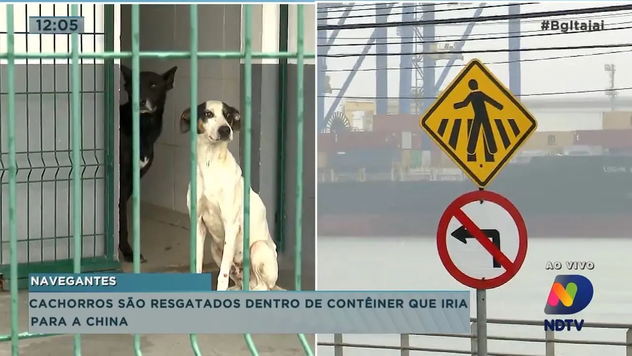 Cachorros são resgatados dentro de contêiner que iria para China
