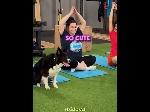 This Dog Changes the Rules In the Gym ❤️