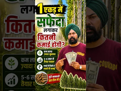 सफेदा की खेती का सही तरीका शुरुआत से मुनाफे तक | Safeda Farming Complete Guide