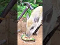 Download Lagu Wild boar trap. #trap #youtube #wildlife #shortvideo #youtubeshorts #shorts #new #top