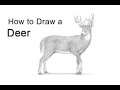 How to Draw a White-Tailed Deer