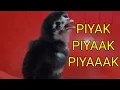 Download Lagu Suara anak ayam untuk masteran dan pikat garangan