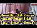 Download Lagu Murai Batu Yg Ketrekanya Kencang Tetapi Tidak Gacor,Begini Solusinya❗️
