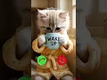 Download Lagu This AI cat calling ringtone 😯🤙🤣 #cat #cute #kitten #cutecat #aishorts