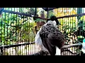 Download Lagu beautiful finch sound to keep 