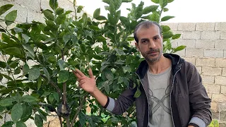 عندك شجرة برتقال وعاوز تخليها تزهر وتثمر بكثافة شاهد أهم أسرار العناية بشجرة البرتقال 