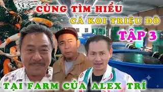 Cùng Tìm Hiểu Cá Koi Triệu Đô Tại Farm Của Alex Trí ở Kentucky USA | Tập 3 | MC Việt Thảo | Cbl2003