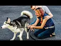 2 Years After A Woman s Husky Went Missing She Learned The Alarming Truth About His Disappearance