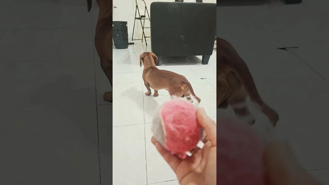mi perrito no escucha o que
