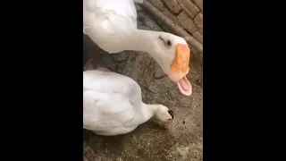 الوزه اخنفت   كوميديا  كوميدي دندنها