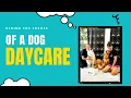 Behind the Scenes of a Dog Daycare
