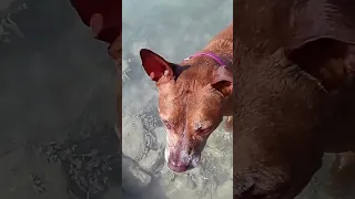 Dog life on a boat – Part 11 #dog #travel #sailing