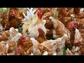 No evidence of H5 bird flu incursion into poultry or agriculture system