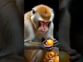 Download Lagu look how sad this monkey is because of hunger #trendingshorts #monkey #like