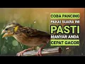 Download Lagu coba pancingan manyar yang ini pasti cepat respon dan cepat gacor #manyar #manyargacor #burungmanyar