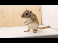 Richard Gere and the Gerbil