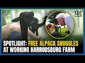 Spotlight on Mercer County Free alpaca snuggles at working farm