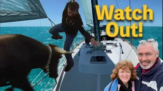 SAILING to the Island of the Bulls