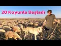 Download Lagu 20 Koyunla Başladı 9 Senede 650 Koyuna Ulaştı - Osman Ek Sevinç Köyü #koyun #hayvancılık 