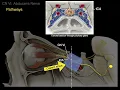 Cranial Nerve VI Abducens nerve and Clinical correlations