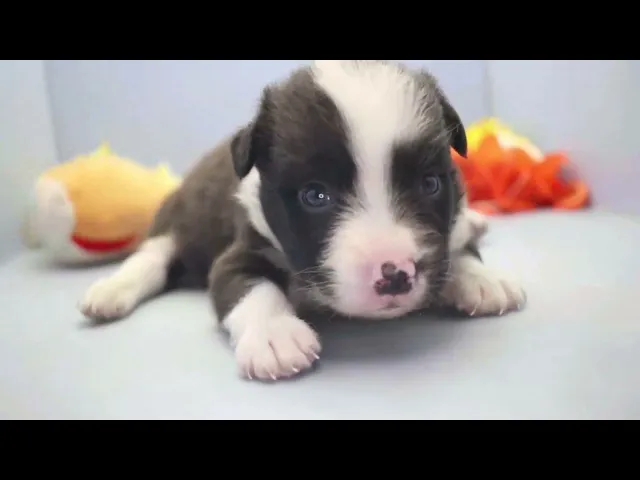 動画