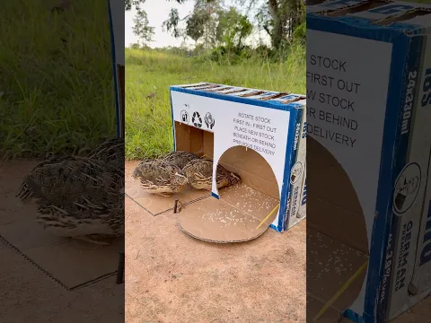 Easy Unique Quail Trap Using Cardboard Box #shortsvideo