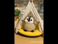 Lagu Can’t Sleep Hungry😅#penguin  #cute #cuteanimals #trending #ai #adorable #fluffy #pets #shorts #funny