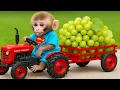 Download Lagu Affe Bon Bon isst Trauben mit Welpen und erntet Obst mit Entenküken | BONBON GERMAN