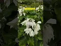 Lagu Bunga Nusa Indah ternyata bukan cuma judul lagu loh  #garden #minivlog #nature #flowers  #trending